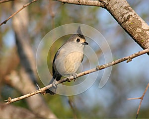 Tufted titmouse perching in a mesquite