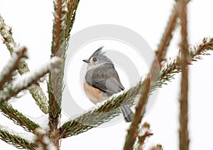 Tufted Titmouse in a Pine Tree