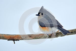 Tufted titmouse