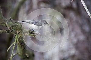 Tufted titmouse ready to launch