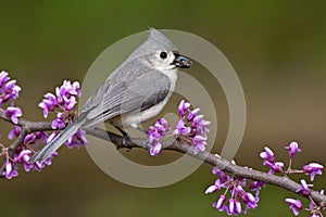 Tufted Titmouse on Redbud