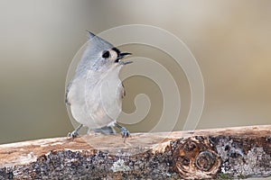 Tufted Titmouse Resting on a Handy Branch