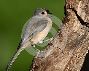 A Tufted Titmouse Showing off his Tongue