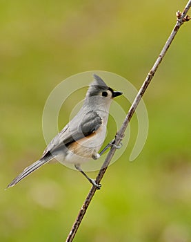 Tufted Titmouse sits on a small limb.