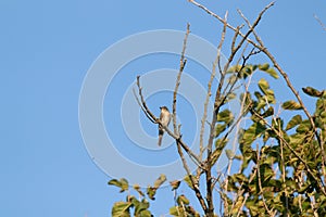 Tufted titmouse sitting in a branch of a tree