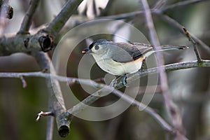 Tufted Titmouse sitting on branch in winter