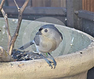 Tufted Titmouse Sitting on a Planter in Nashville, Tennessee