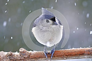 Tufted Titmouse in Snow