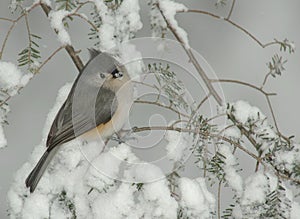 Tufted Titmouse in Snow Storm