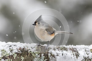 Tufted Titmouse standing on snow-covered log in winter during snowfall