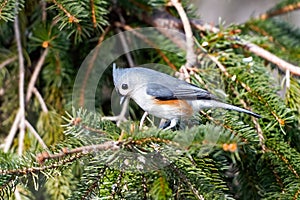 Tufted Titmouse Standing in a Tree