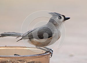 Tufted Titmouse