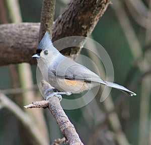 Tufted Titmouse