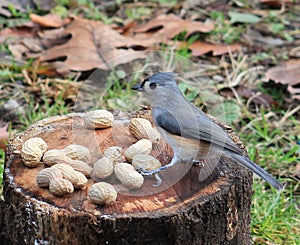 Tufted Titmouse