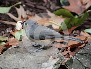 Tufted Titmouse