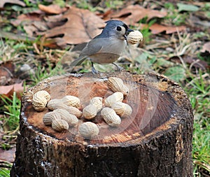 Tufted Titmouse