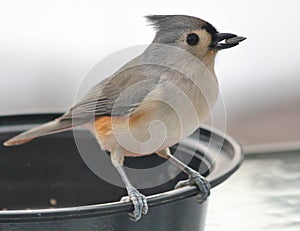 Tufted Titmouse with Sunflower Seed in Beak