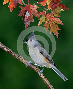 Tufted Titmouse under colorful fall leaves