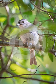 Tufted titmouse in the wilds of south carolina