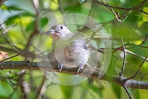 Tufted titmouse in the wilds of south carolina