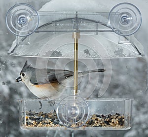Tufted Titmouse in window bird feeder