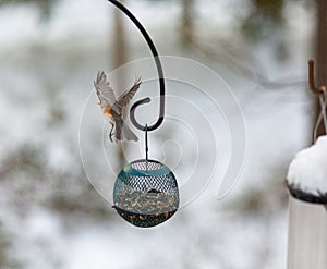 Tufted Titmouse on the Wing, Flying Away from a Feeder