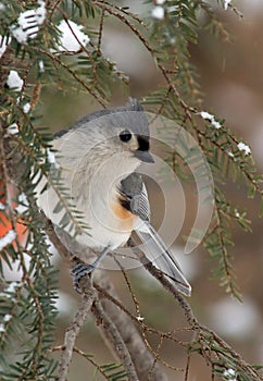 Tufted Titmouse in Winter Snow