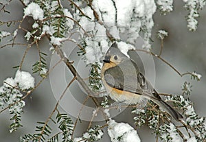 Tufted Titmouse in Winter Snow Storm