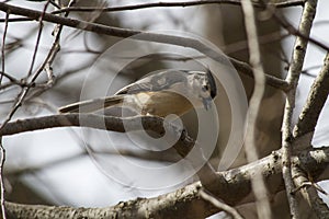 Tufted Titmouse Working On A Seed