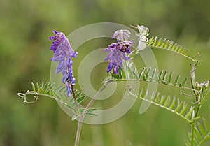 Tufted Vetch