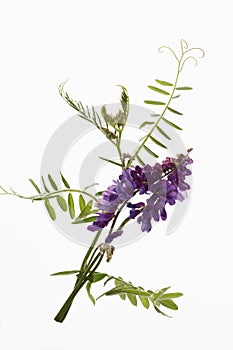 Tufted vetch against white background