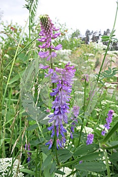 Tufted vetch or Bird vetch (Vicia cracca)