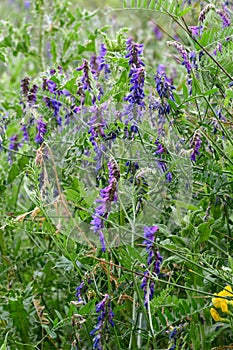 Tufted Vetch or Bird Vetch - Vicia cracca, Norfolk, England, UK