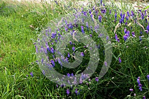 Tufted Vetch. Blue wild flower.