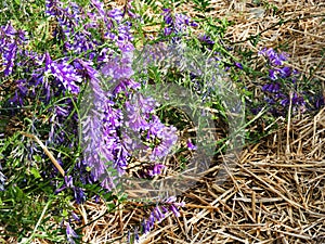 Tufted Vetch grows as wildflower weed in NYS