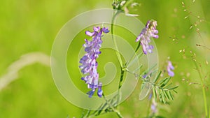 Tufted vetch. Purple flower of tufted vetch or vicia cracca.