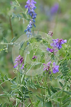 Tufted vetch, Vicia cracca