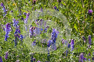 Tufted Vetch, Vicia cracca