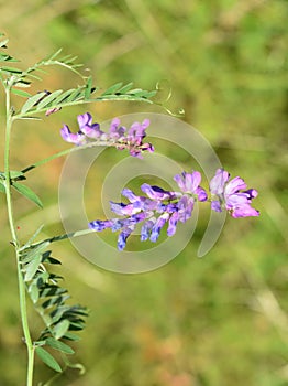 Tufted vetch Vicia cracca climbing plant flower