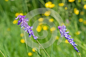 Tufted vetch vicia cracca plant