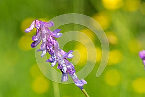 Tufted vetch vicia cracca plant