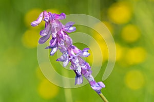 Tufted vetch vicia cracca plant