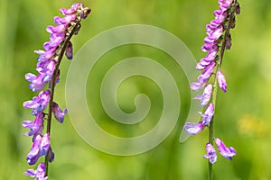 Tufted vetch vicia cracca plant