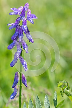 Tufted vetch vicia cracca plant