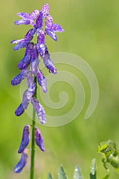 Tufted vetch vicia cracca plant