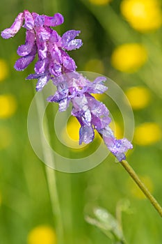 Tufted vetch vicia cracca plant