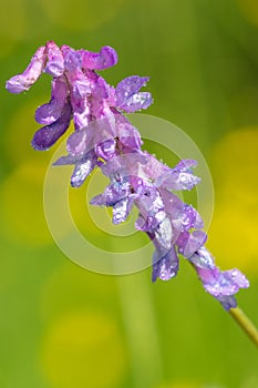 Tufted vetch vicia cracca plant