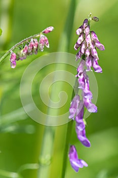 Tufted vetch vicia cracca plant