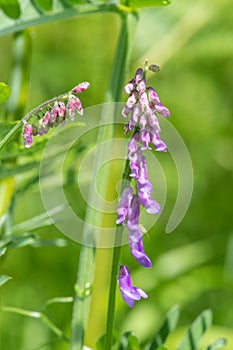 Tufted vetch vicia cracca plant