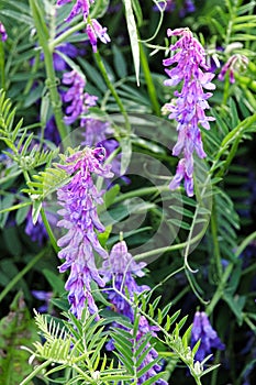 The tufted vetch weed flowers against a dark background